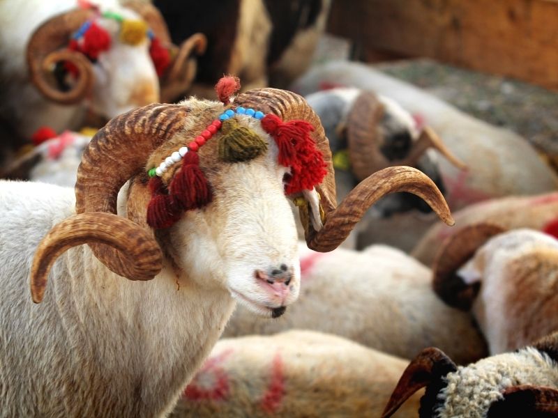 Nutrition Tips After Sleeve Gastrectomy for Eid al-Adha | Dr. Türker Karabuğa